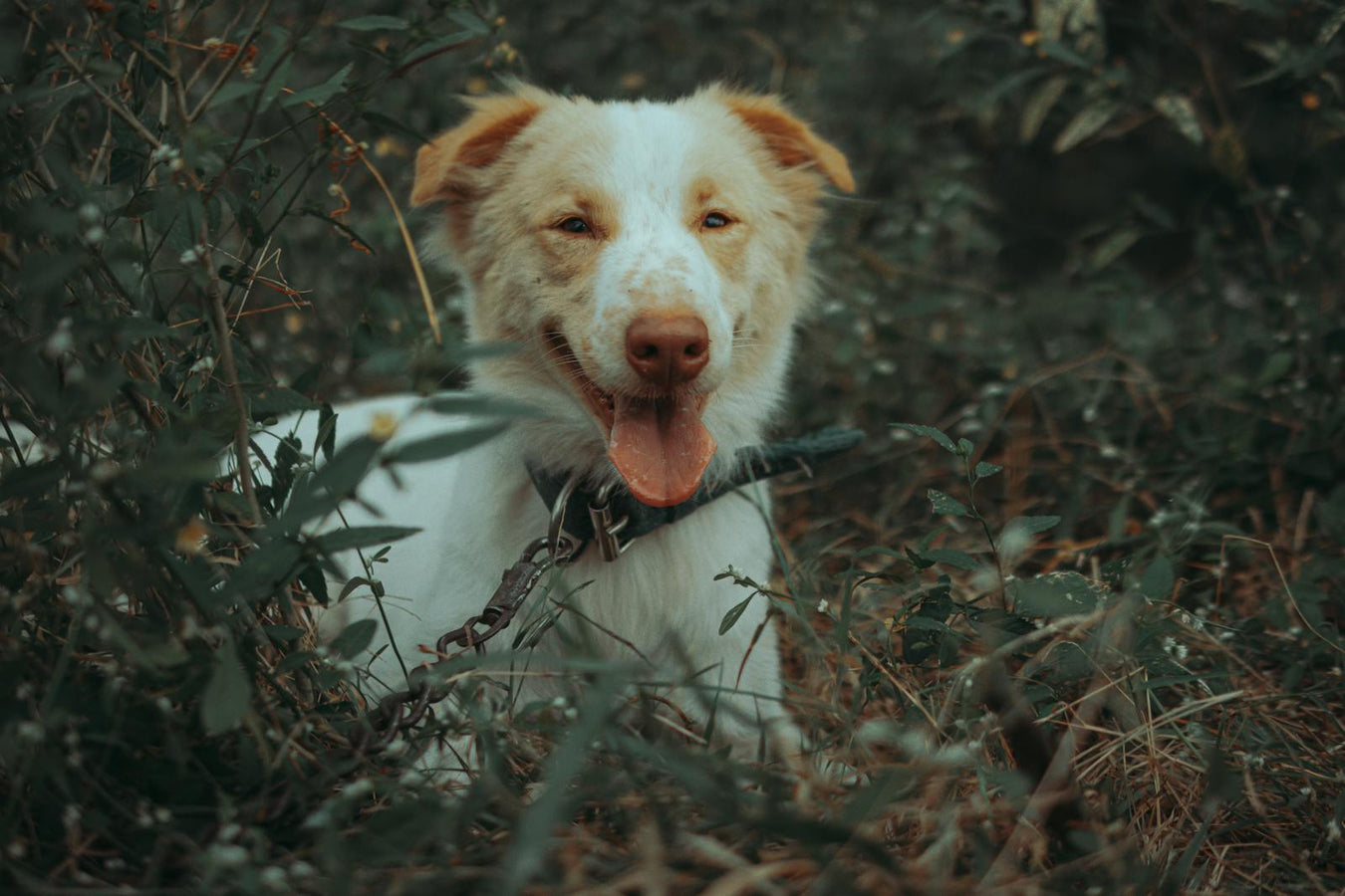 Happy dog outdoors in grass - Pets collection
