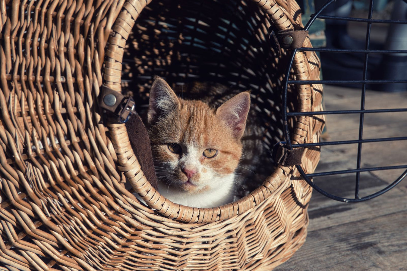 Kitten resting in wicker pet carrier