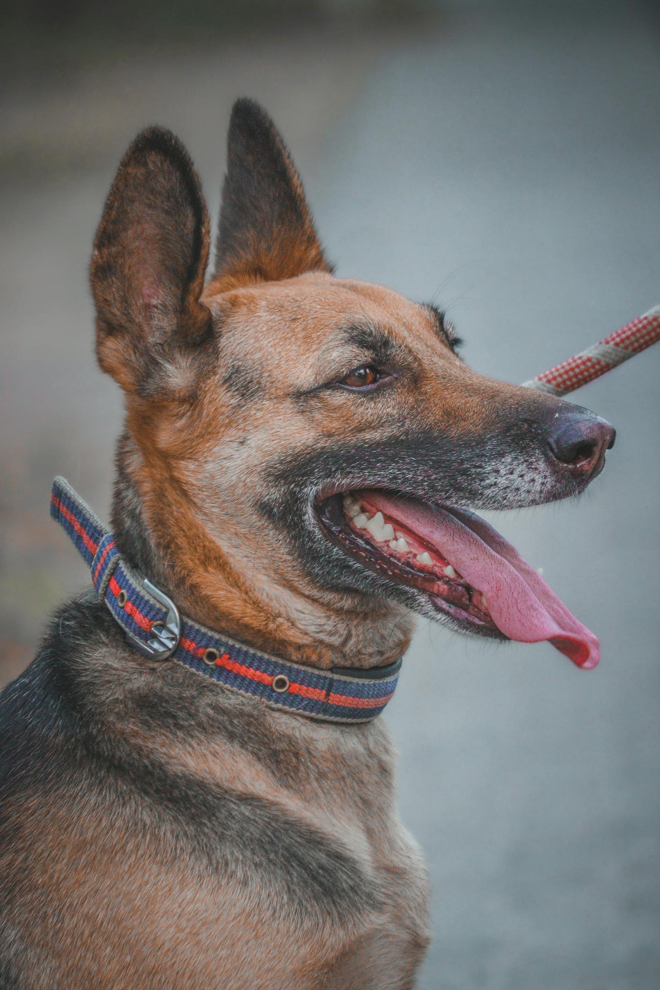 German shepherd dog - collars and leads