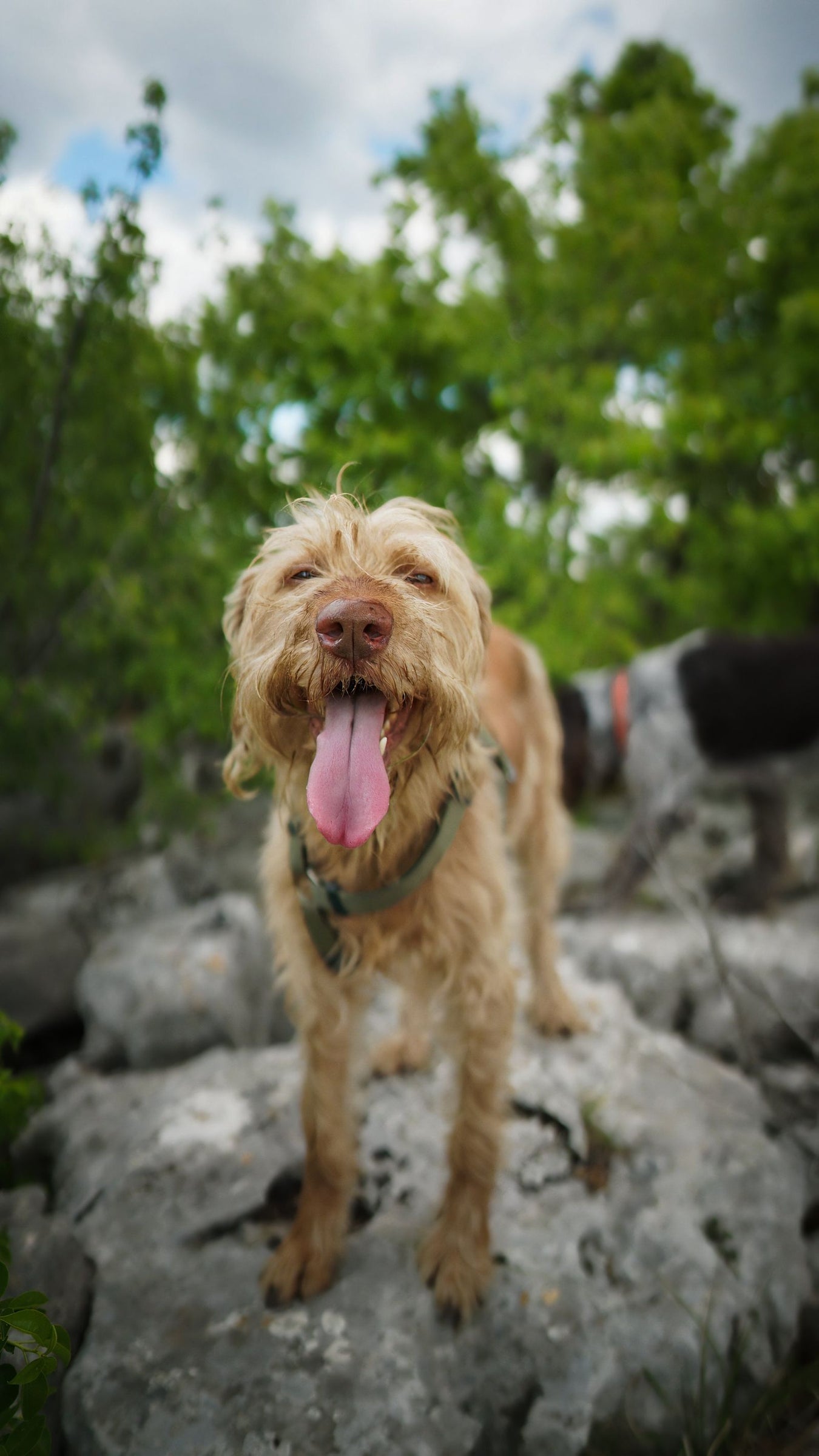 Playful dogs enjoying outdoor adventure - pets toys