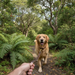 Genuine Leather Dog Lead on Golden Retriever in NZ native bush - Touch & Catch NZ