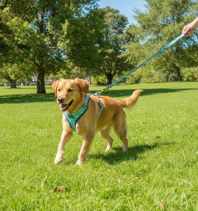 TOUCHDOG Dog Harness & Leash  | TOUCHANDCATCH NZ