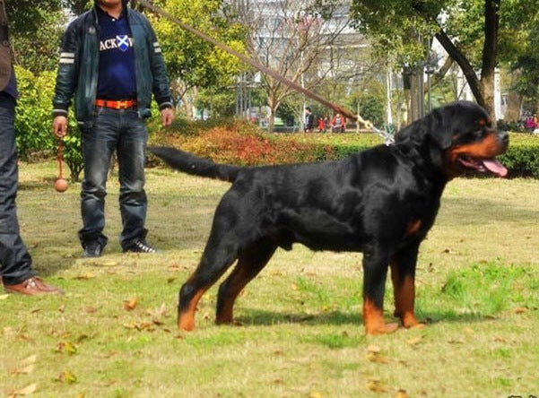 Genuine Leather Dog Lead 3 Metre-2